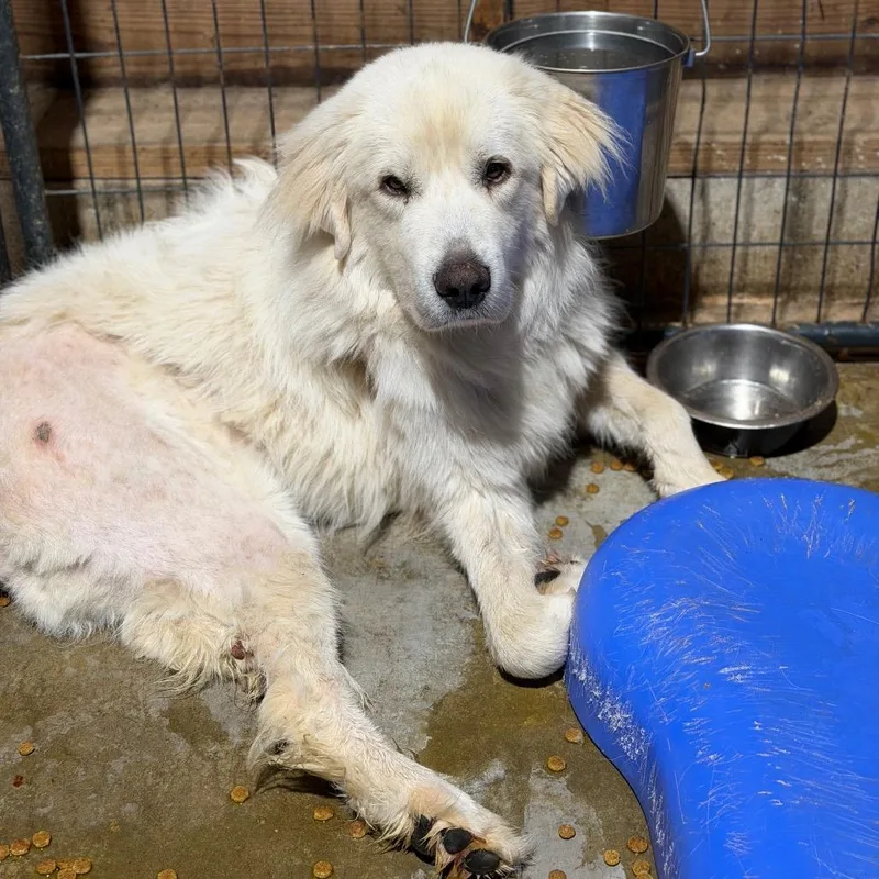 An adult large-sized male White / Cream Great Pyrenees dog named Linen for adoption in Fort Smith, AR