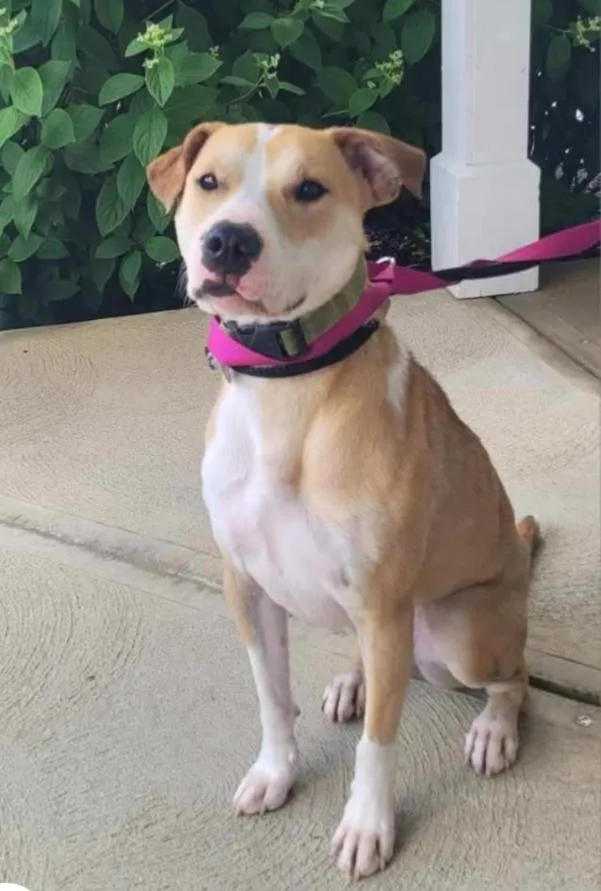 An adult medium-sized female Boxer dog named Fern for adoption in Carroll, OH