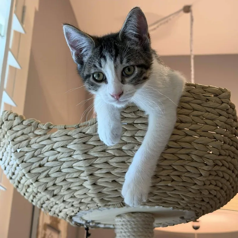 A baby medium-sized male Tabby (Gray / Blue / Silver) Domestic Short Hair cat named Tater Tot for adoption in Queen Creek, AZ