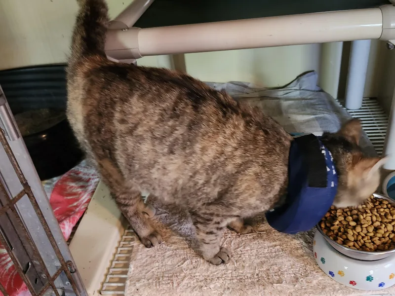 An adult medium-sized female Buff / Tan / Fawn Tabby cat named "blossom" for adoption in North East, MD