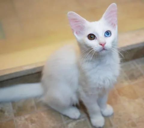 Mochi & Meringue thumbnail 2