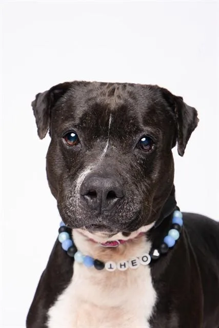 An adult large-sized male Staffordshire Bull Terrier dog named Theo for adoption in Miami, FL