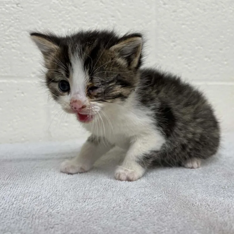 A baby small-sized male Brown / Chocolate Domestic Medium Hair cat named Svasstray for adoption in Lyndhurst, VA
