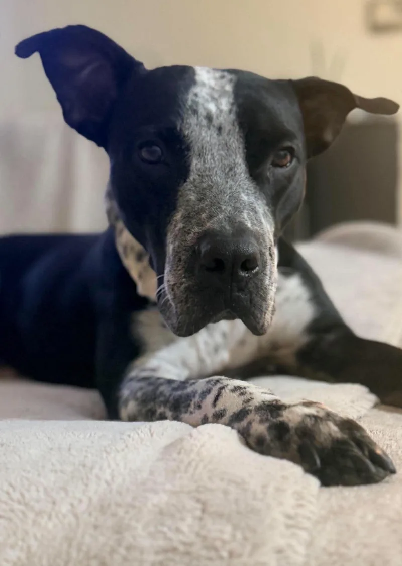 An adult medium-sized male Harlequin German Shorthaired Pointer dog named Dunkin for adoption in Columbia, MD