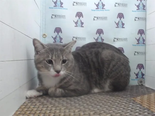 An adult small-sized male Domestic Short Hair cat named Spooky for adoption in Orlando, FL