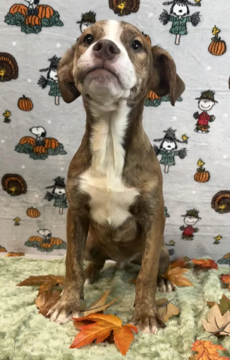 A young large-sized male Pit Bull Terrier dog named McGriddle for adoption in Wetumpka, AL