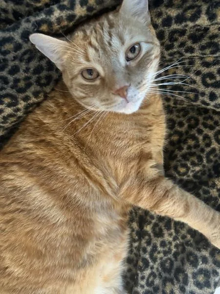An adult medium-sized male Domestic Short Hair cat named Sunshine for adoption in San Diego, CA