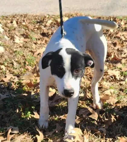 Cobra Buddy thumbnail 3