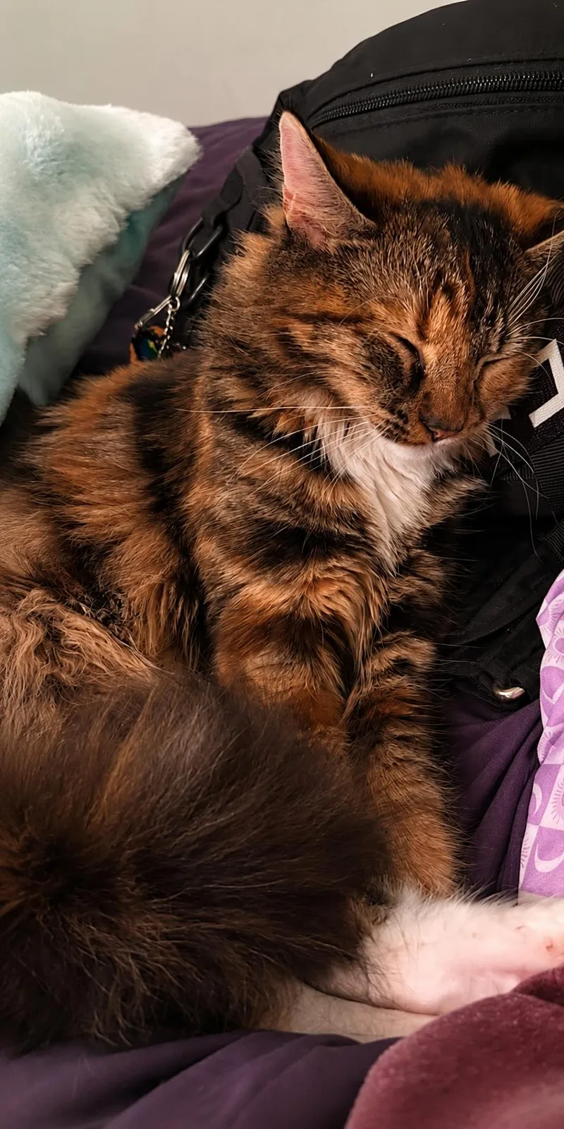 An adult medium-sized female Tortoiseshell cat named Millie And Maisie for adoption in Indian Trail, NC