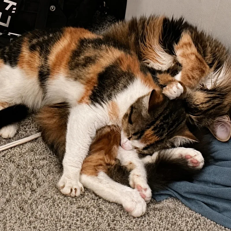 Millie And Maisie  thumbnail 2