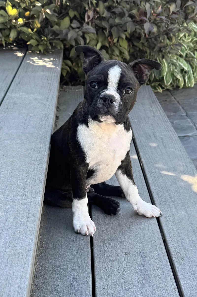 A baby small-sized male Brindle Boston Terrier dog named Jonah Knox for adoption in Akron, NY