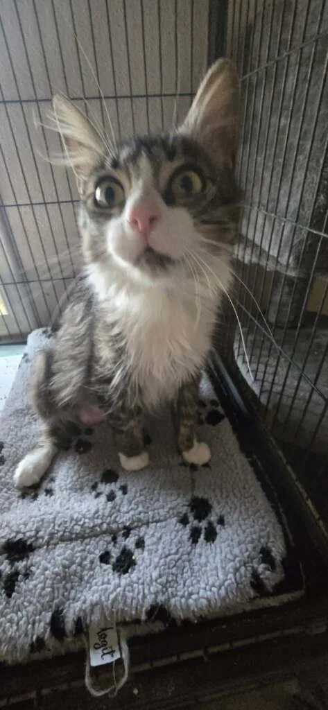 An adult medium-sized female Tabby (Tiger Striped) Domestic Long Hair cat named Karen for adoption in Rawlins, WY