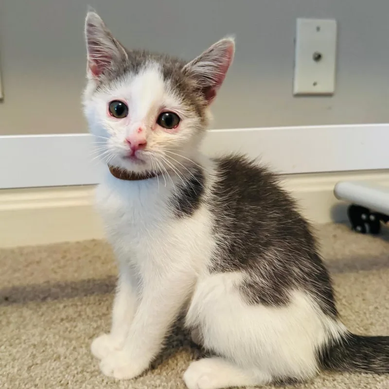 A baby small-sized male Gray / Blue / Silver Domestic Short Hair cat named Kiwi for adoption in La Grange, KY