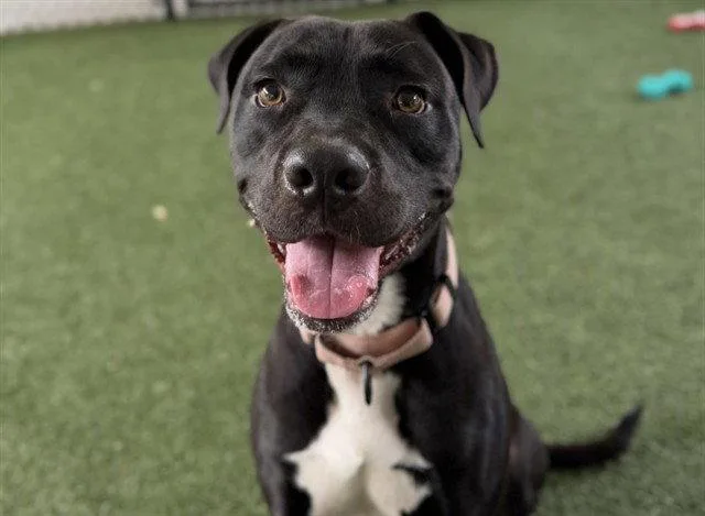An adult large-sized male Labrador Retriever dog named Boston for adoption in Tavares, FL