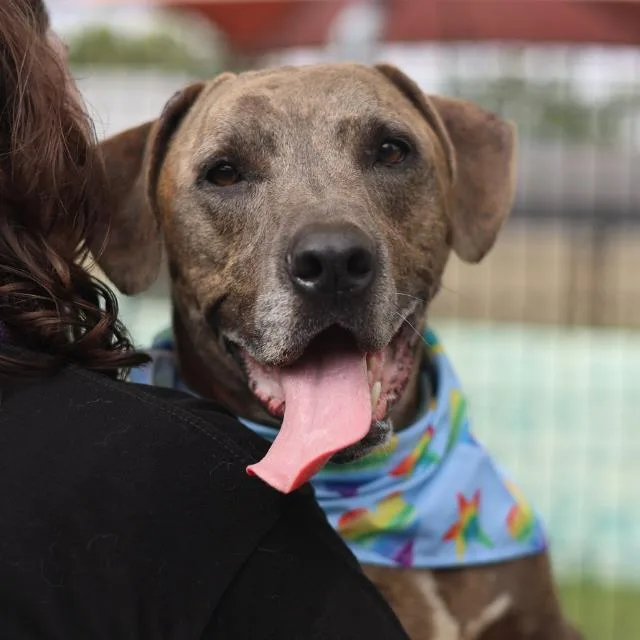 An adult medium-sized male Hound dog named Tarzan for adoption in San Antonio, TX