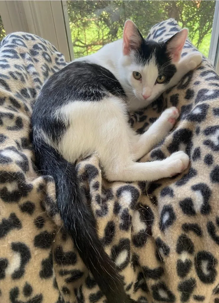 A baby medium-sized female Domestic Short Hair cat named Stella Lefty for adoption in Lancaster, PA