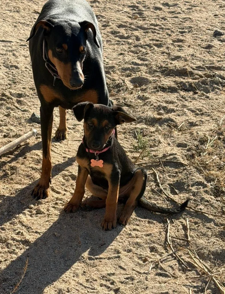 A baby medium-sized female Shepherd dog named Blossom for adoption in Twentynine Palms, CA
