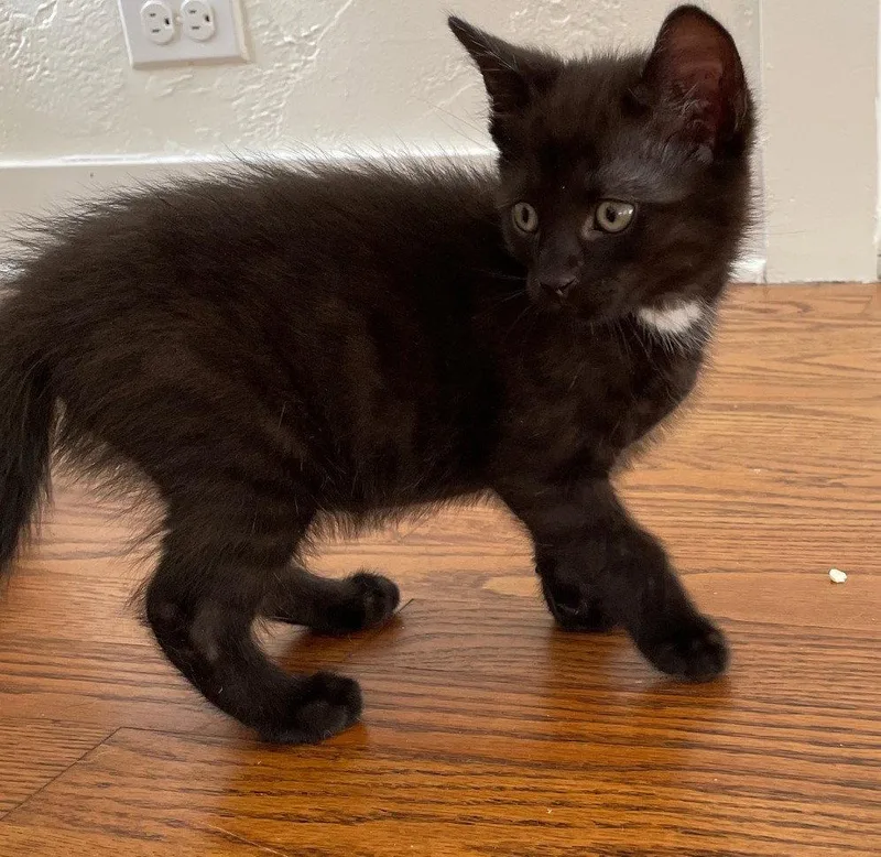 A baby medium-sized male Domestic Short Hair cat named Aramis for adoption in Island Lake, IL