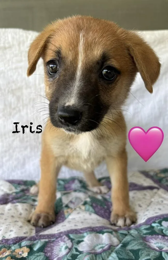 A baby medium-sized male Shepherd dog named Iris for adoption in Brewster , NY