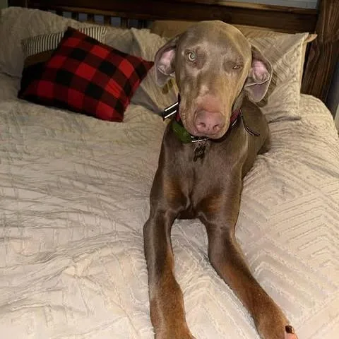 An adult large-sized male Brown / Chocolate Doberman Pinscher dog named Luca for adoption in Weatherford, TX