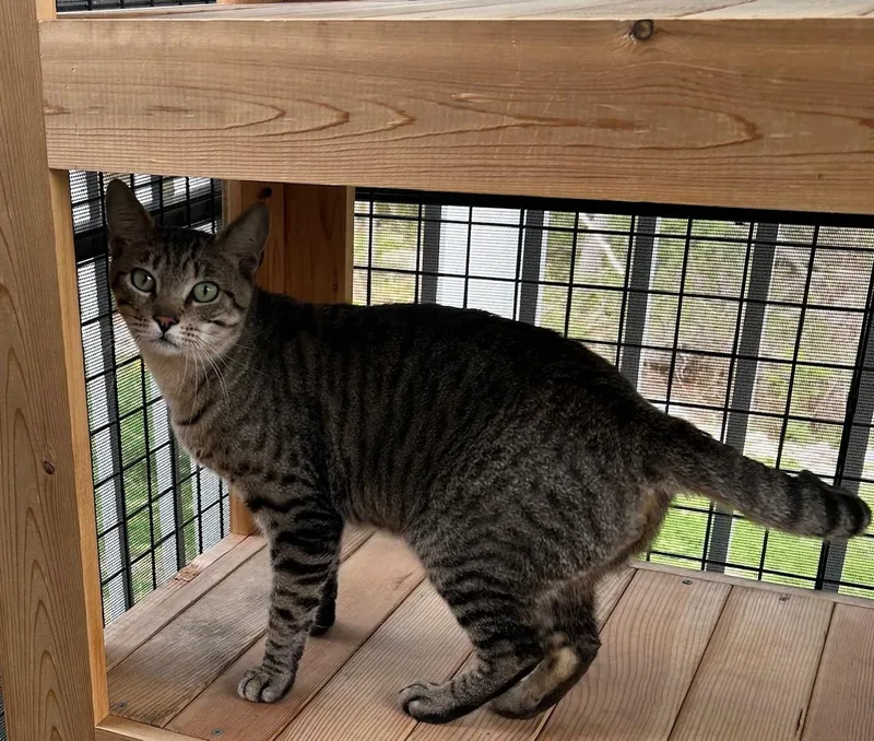 An adult medium-sized male Domestic Short Hair cat named Butch for adoption in Milton, MA