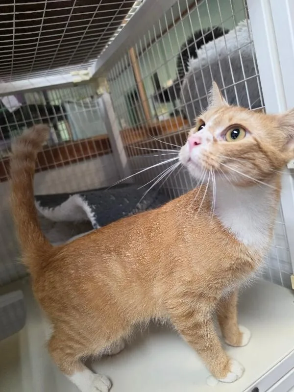 An adult medium-sized female Domestic Short Hair cat named Sydney for adoption in Cortland, NY