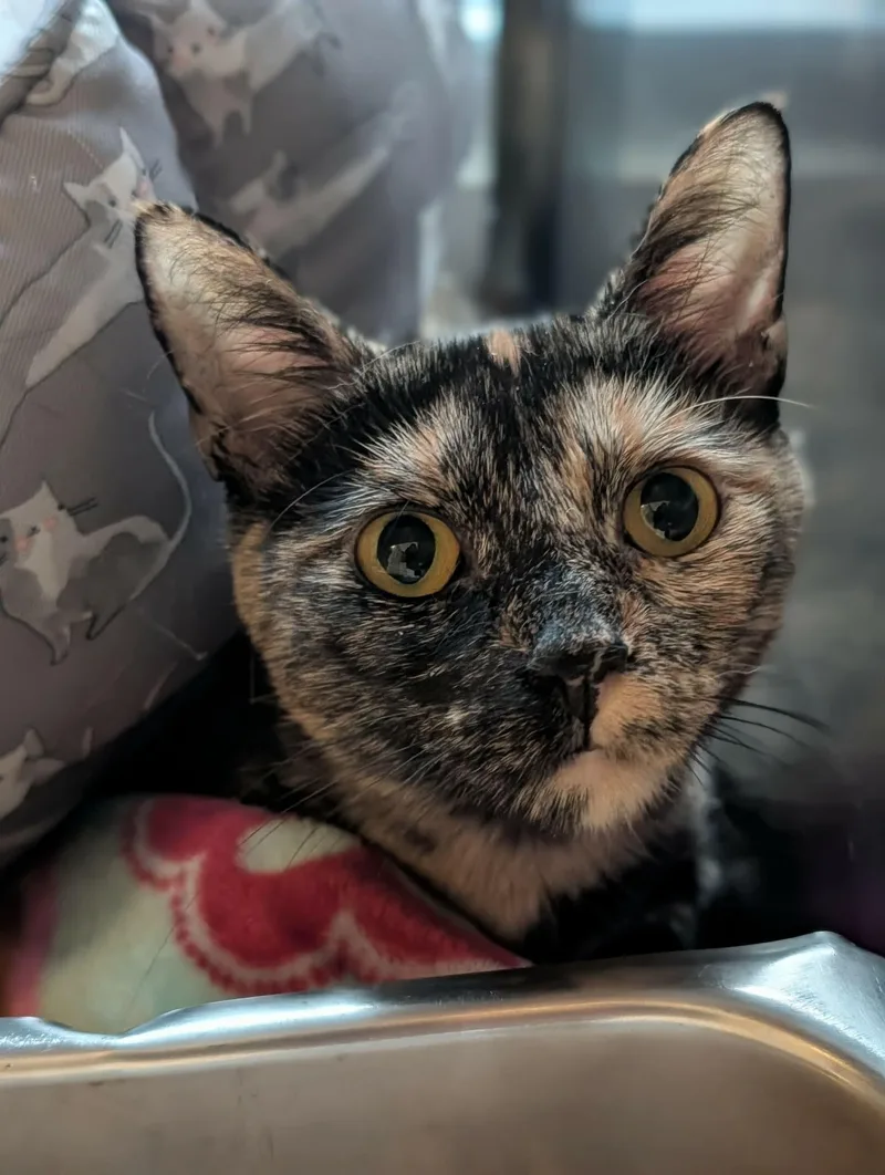 An adult medium-sized female Tortoiseshell Domestic Short Hair cat named Tirimisu for adoption in Chambersburg, PA