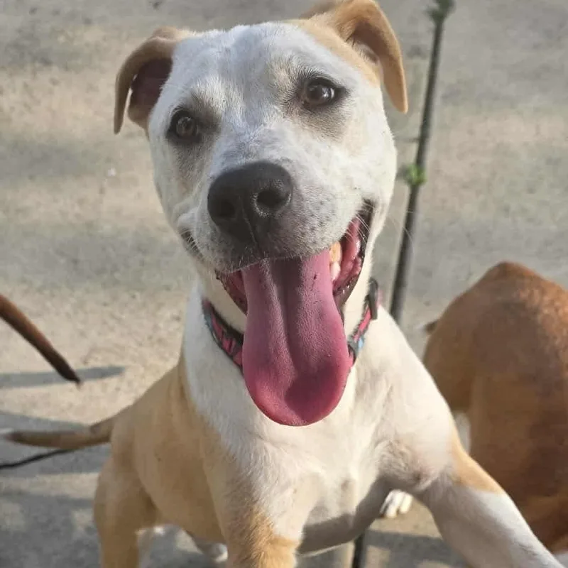 A baby medium-sized female Pit Bull Terrier dog named Sahara for adoption in Westland, MI