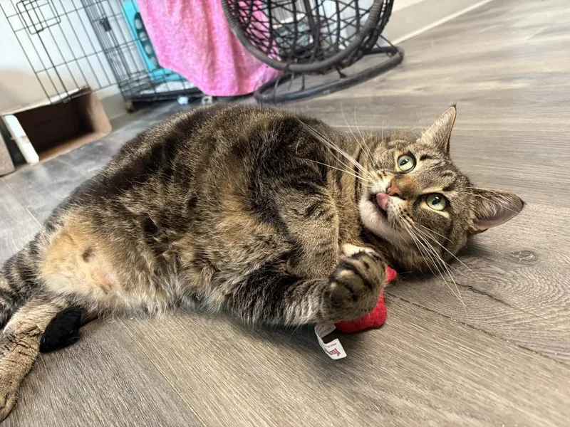 An adult small-sized female Brown / Chocolate Domestic Short Hair cat named Abby for adoption in Mishawaka, IN