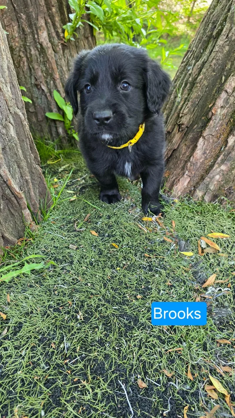 Brooks