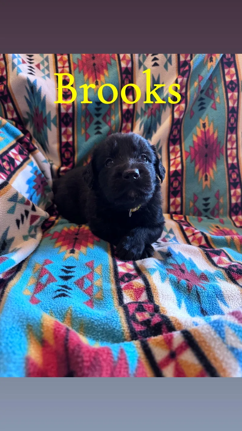 Brooks thumbnail 2
