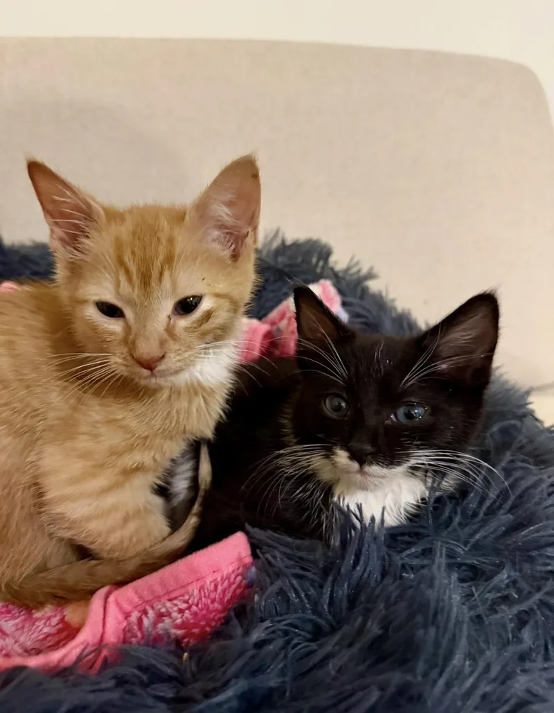 A baby medium-sized female Orange / Red Domestic Short Hair cat named Sailor & Skipper for adoption in Brierfield, AL