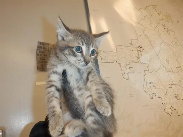 A baby small-sized male Domestic Short Hair cat named Fred for adoption in San Jose, CA