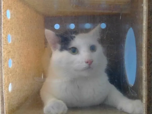 An adult medium-sized male Domestic Short Hair cat named Kat for adoption in Gardena, CA
