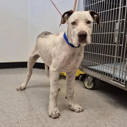 A young medium-sized male White / Cream American Bulldog dog named Memphis for adoption in Bastrop, TX