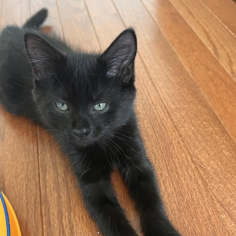 A baby small-sized female Black Domestic Short Hair cat named Lola for adoption in Fairfax Station, VA