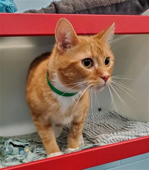 An adult small-sized male Domestic Short Hair cat named Loki for adoption in Peoria, IL