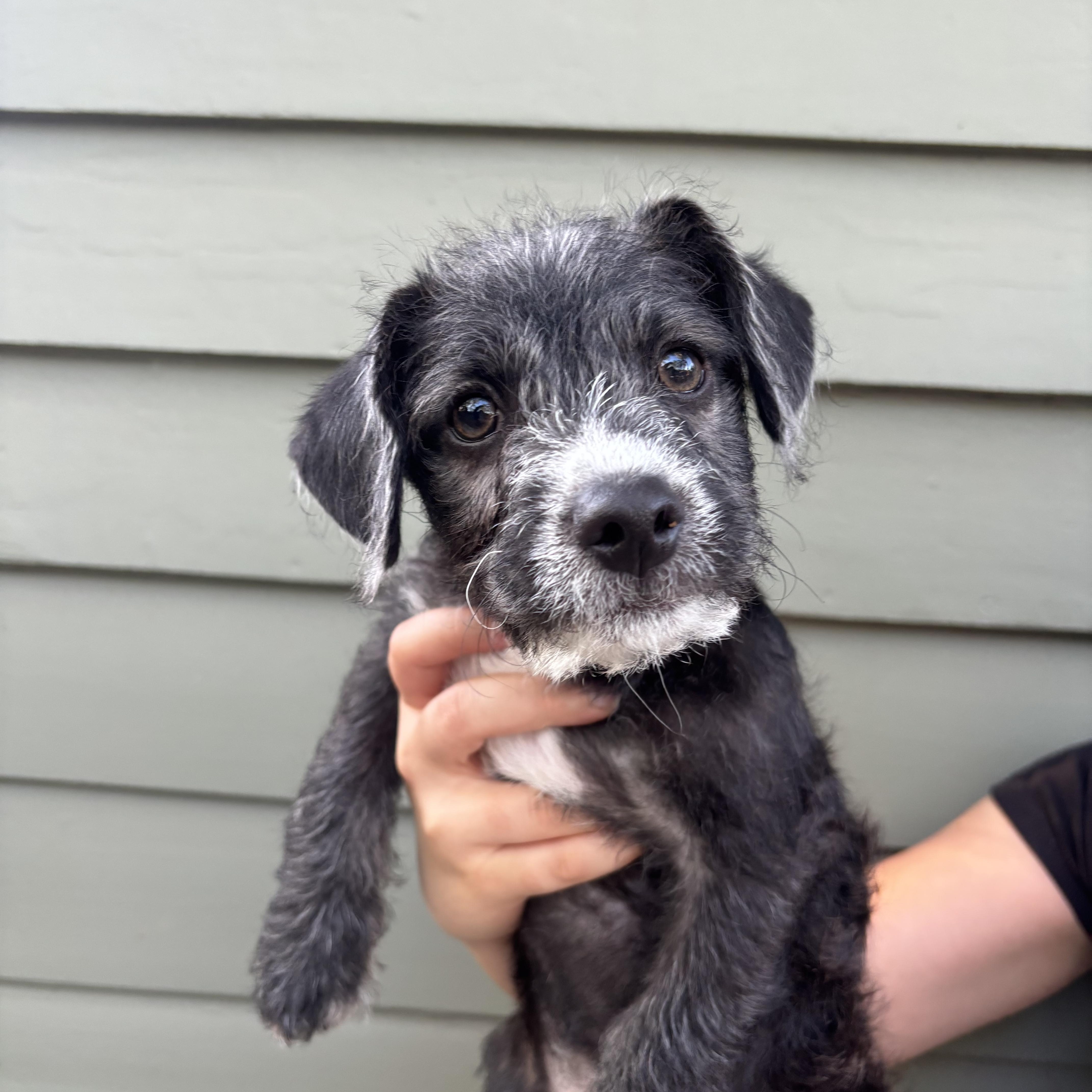 A baby small-sized male Terrier dog named Pismo for adoption in Pasadena, CA