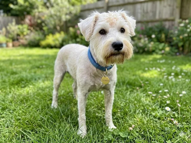 A young small-sized male West Highland White Terrier / Westie dog named Oliver for adoption in Dallas, TX