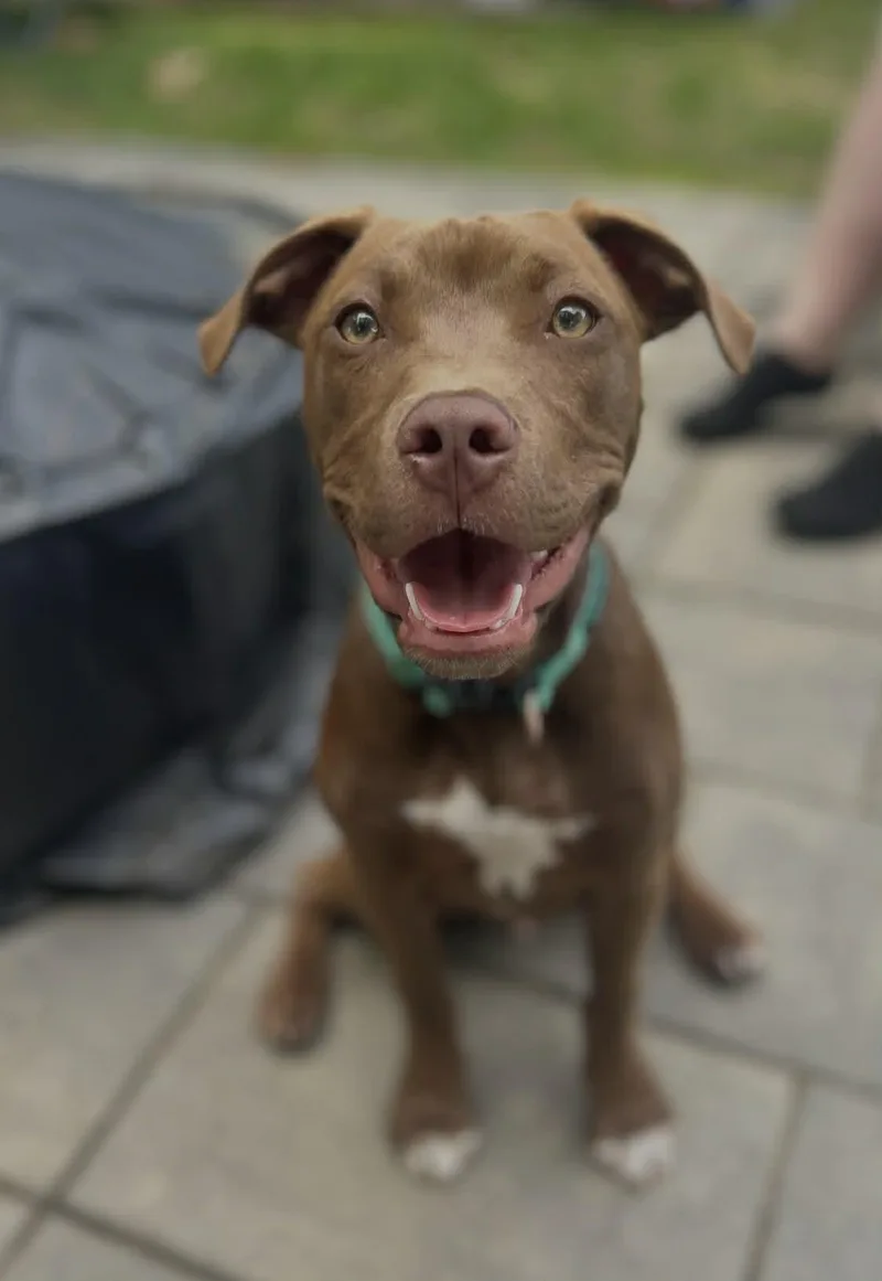 A young medium-sized male Mixed Breed dog named Bruno for adoption in Berwick, ME