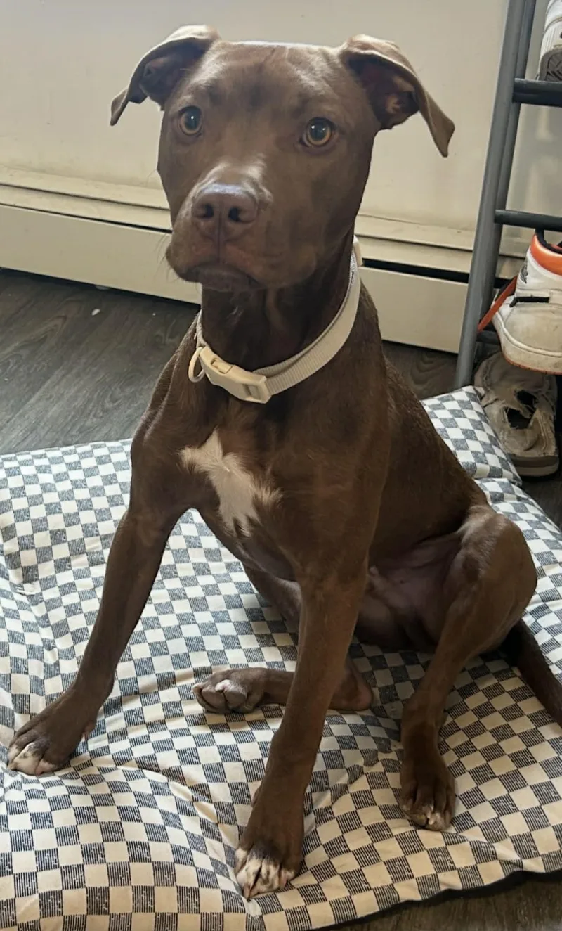 Bruno thumbnail 2