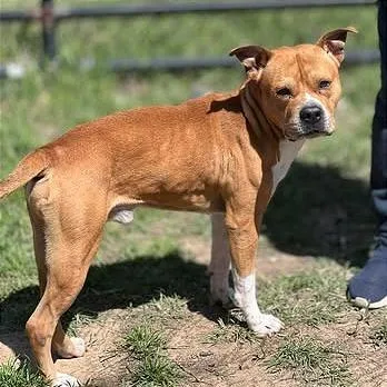 An adult medium-sized male Yellow / Tan / Blond / Fawn Pit Bull Terrier dog named Dorito for adoption in Weatherford, TX
