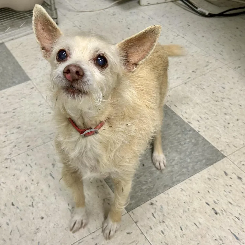 A senior small-sized male Yellow / Tan / Blond / Fawn Terrier dog named Furby for adoption in Pacific Grove, CA