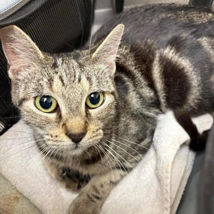 A young small-sized female Brown / Chocolate Domestic Short Hair cat named Rachel for adoption in Long Island City, NY