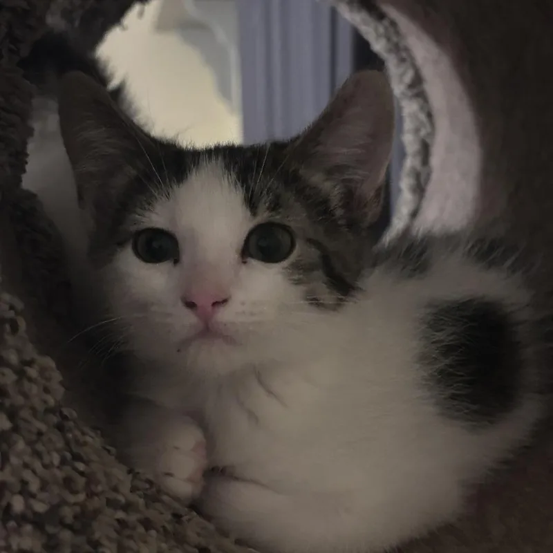 Penelope