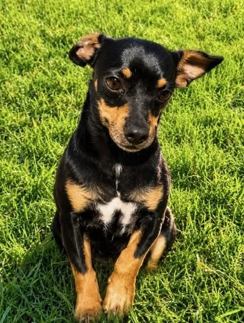Sammy