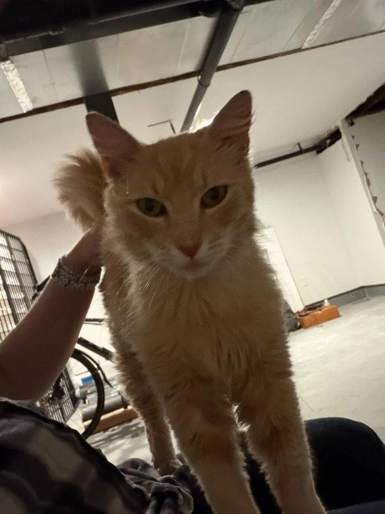 An adult medium-sized male Orange & White Domestic Medium Hair cat named Joseph for adoption in St. Helens, OR