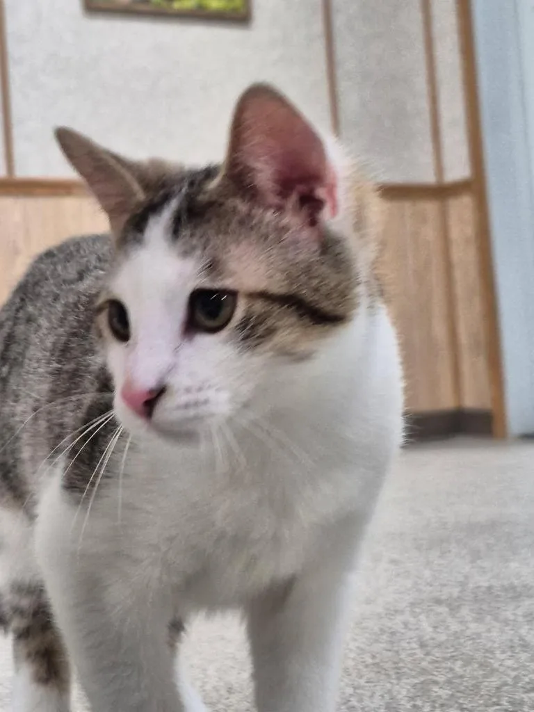 A baby medium-sized male Domestic Short Hair cat named Gizmo for adoption in Medford, WI