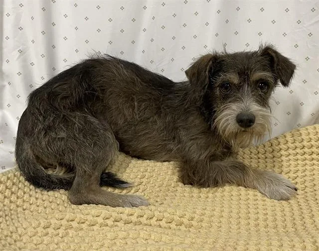 An adult small-sized female Schnauzer dog named A for adoption in Modesto, CA