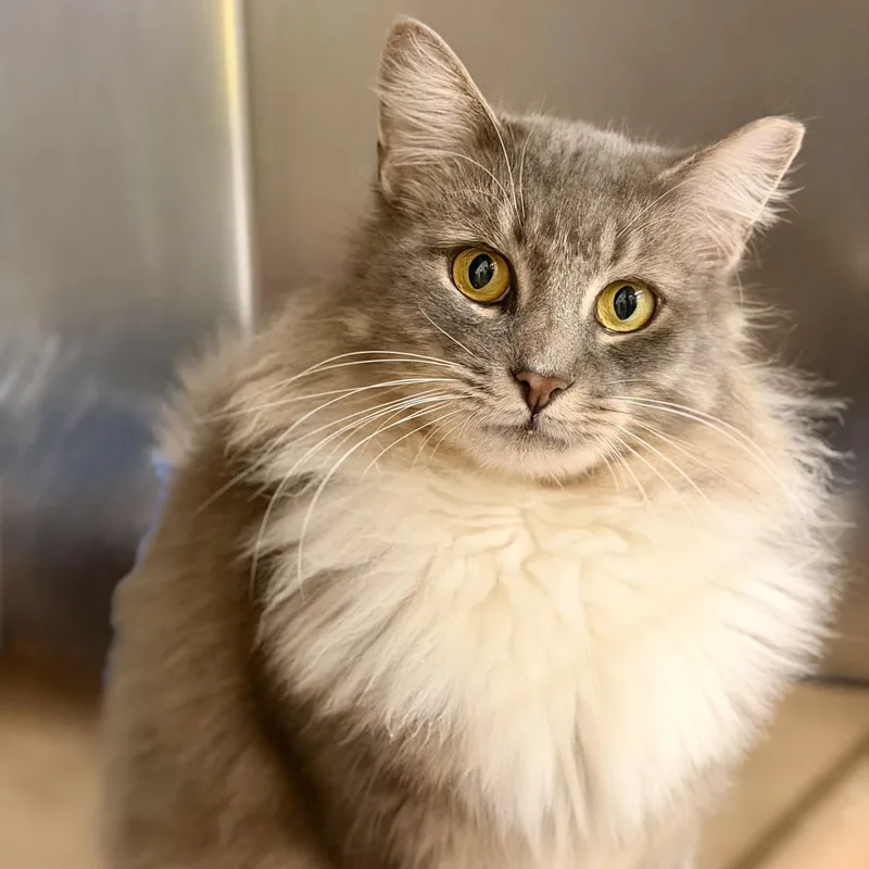 An adult medium-sized male Gray & White Domestic Long Hair cat named King Moon Racer for adoption in Jackson, NJ